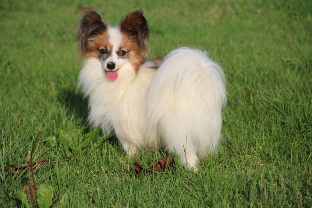 Les Epagneul nain Continental (Papillon) de l'affixe Du Royaume Des Licornes