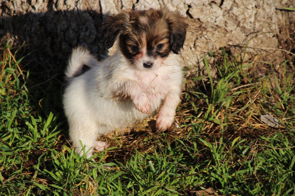 Du Royaume Des Licornes - Chiot disponible  - Epagneul nain Continental (Phalène)