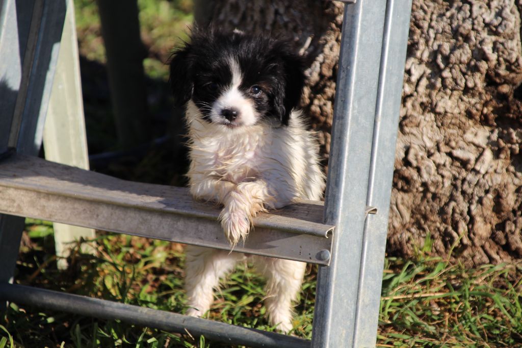 Du Royaume Des Licornes - Chiot disponible  - Epagneul nain Continental (Phalène)