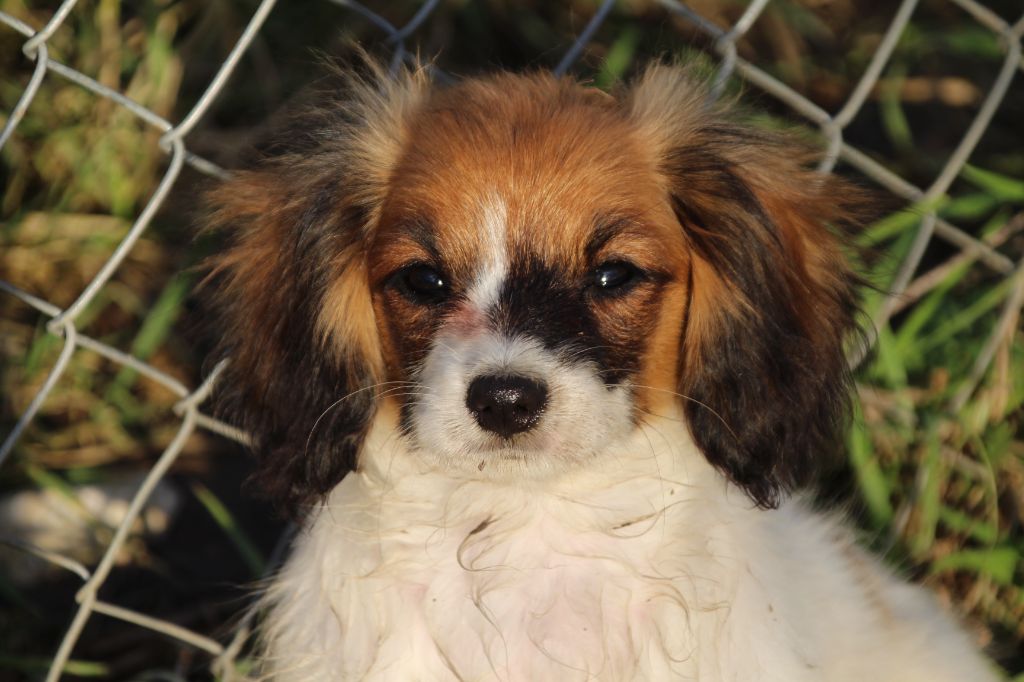 Du Royaume Des Licornes - Chiot disponible  - Epagneul nain Continental (Phalène)