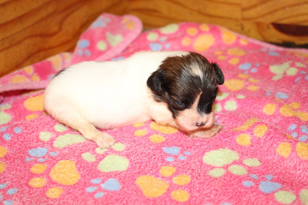 Du Royaume Des Licornes - Chiot disponible  - Epagneul nain Continental (Phalène)