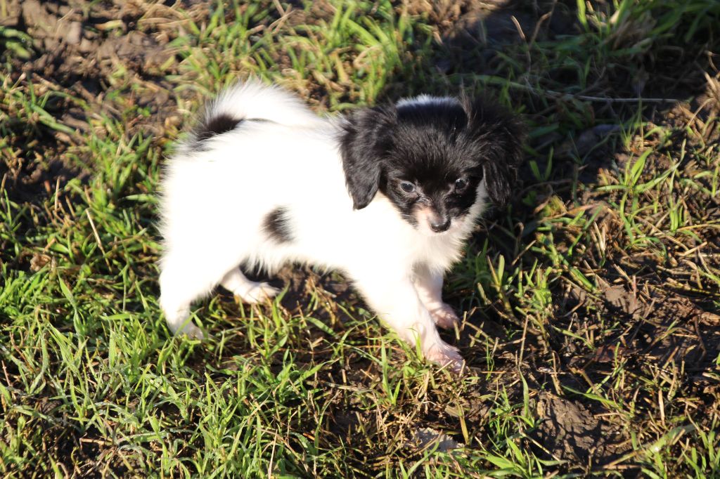 Du Royaume Des Licornes - Chiot disponible  - Epagneul nain Continental (Phalène)