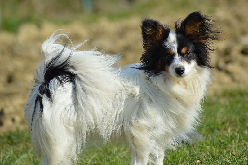 Joli coeur Du Royaume Des Licornes