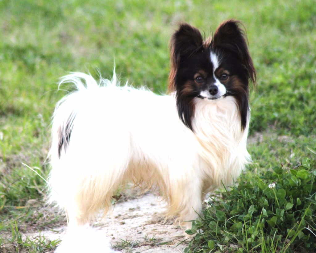 Incredible black sun dit pixel du Palais des Calins