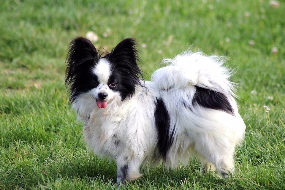 Fibie des Petits Princes de Niagara