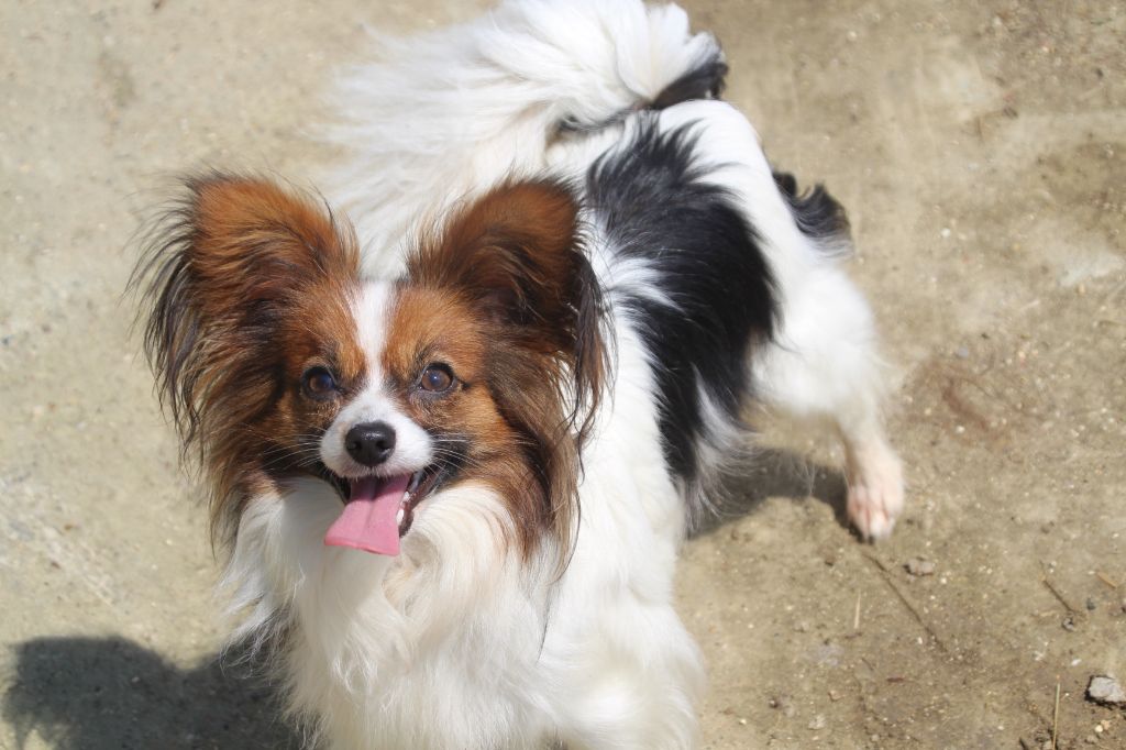 Lune-de-cristal Du Royaume Des Licornes