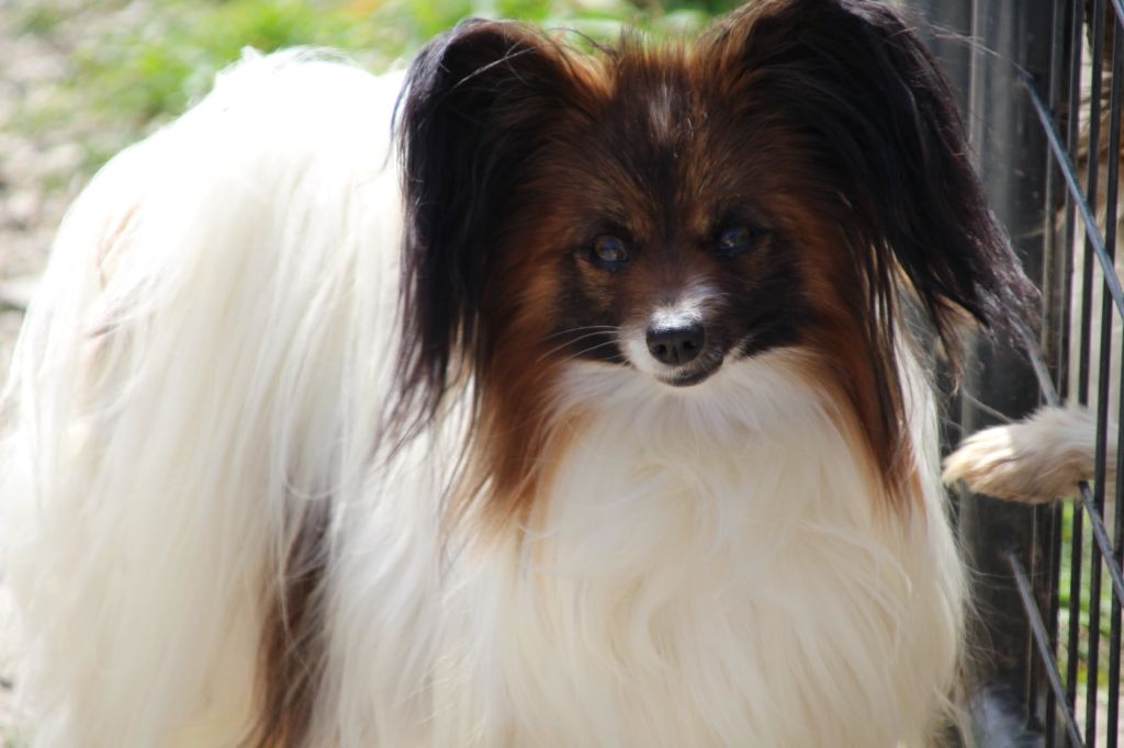 inter win Famous russian gold