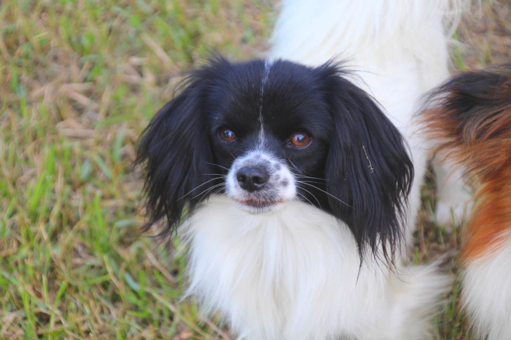 Verry mimi Du Royaume Des Licornes