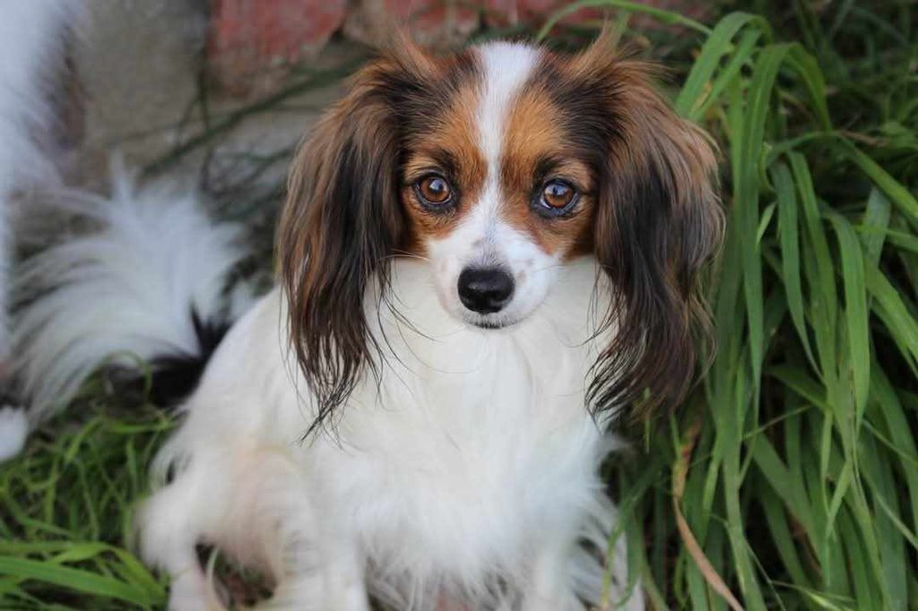 Swarovski dit vicky Du Royaume Des Licornes