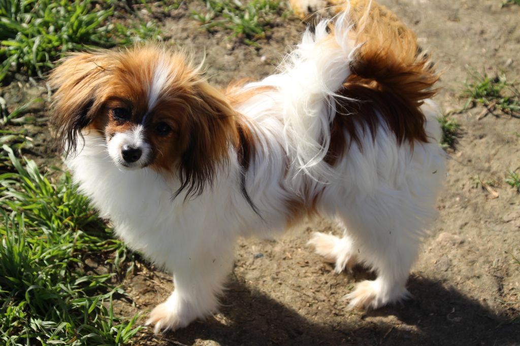 First rocket hubi h vive vanette