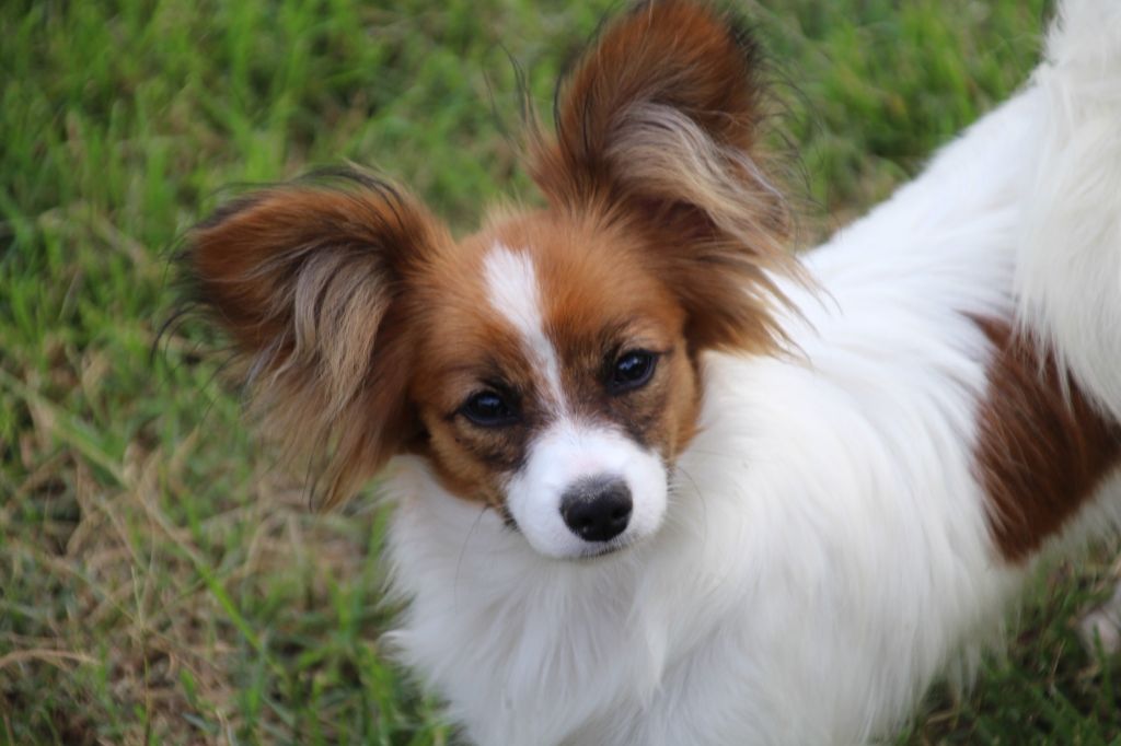 Ariel Du Royaume Des Licornes