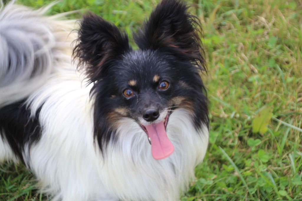 Ukiyo Du Royaume Des Licornes