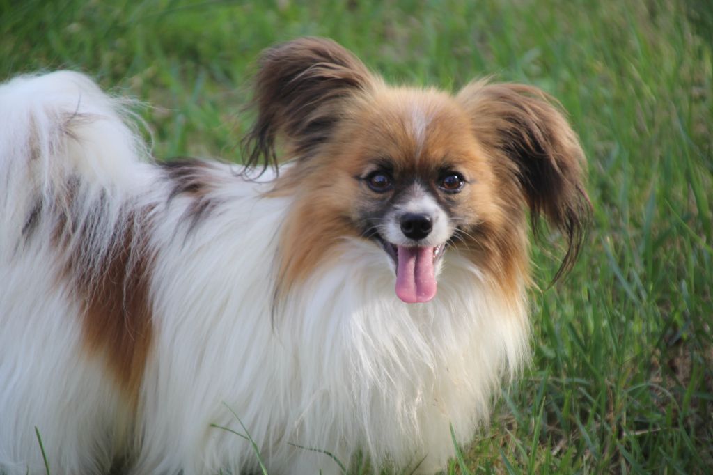 Tosca Du Royaume Des Licornes