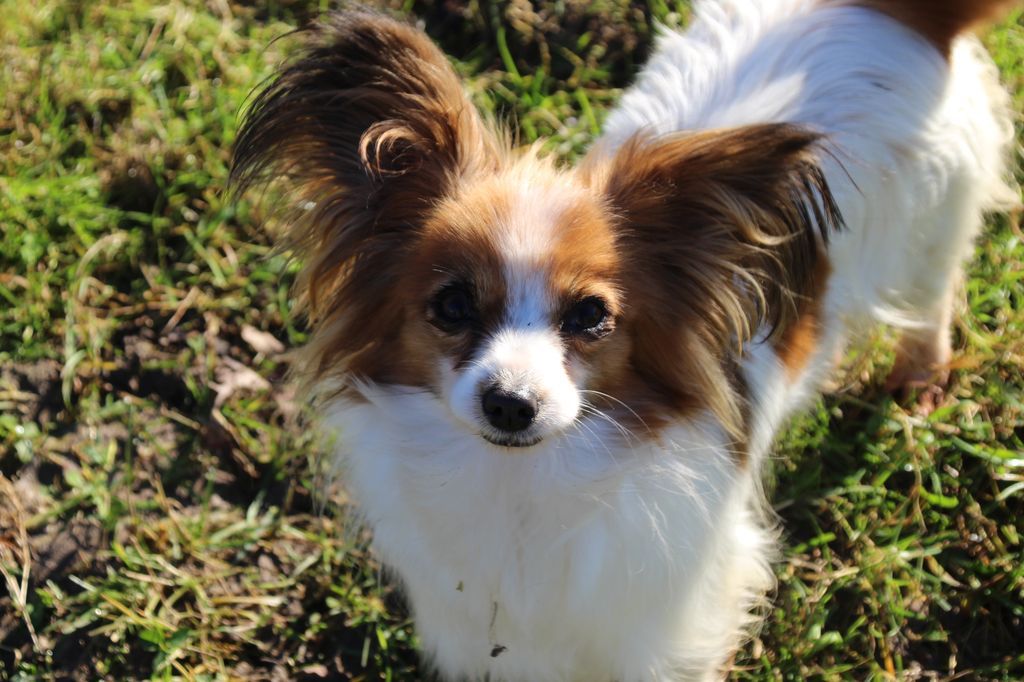 Superstar Du Royaume Des Licornes