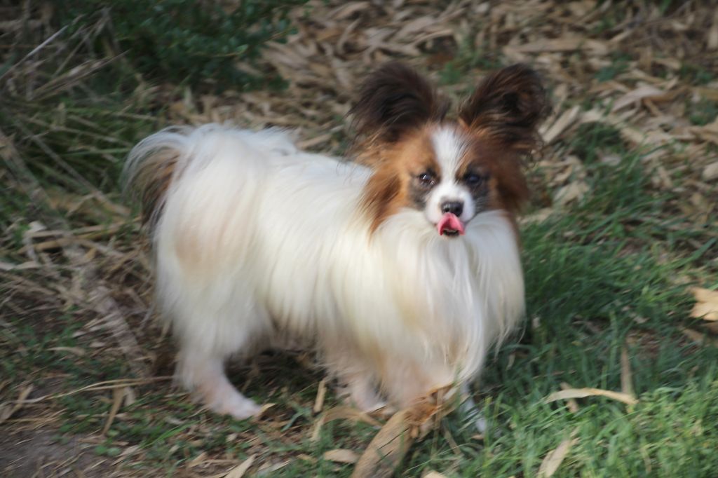 Tresor Du Royaume Des Licornes