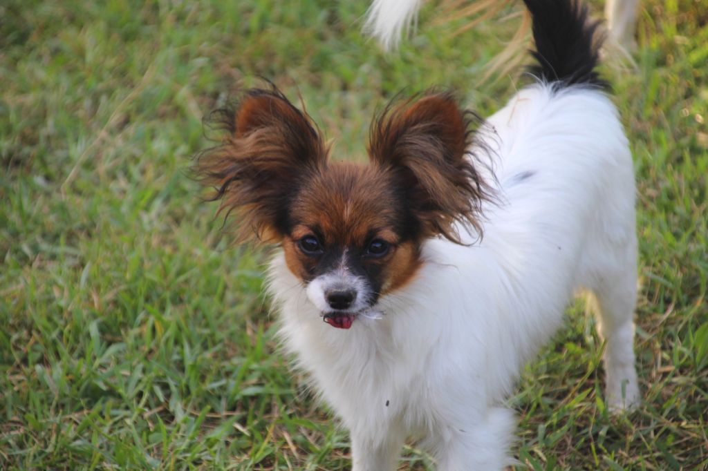 Avy Du Royaume Des Licornes