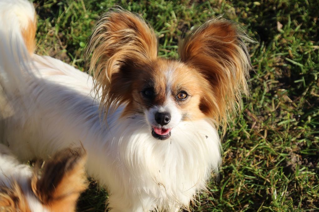 Touch the sky Du Royaume Des Licornes