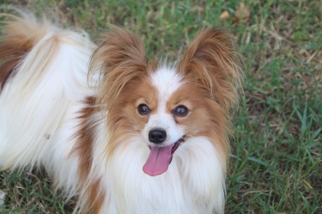 Uriel Du Royaume Des Licornes