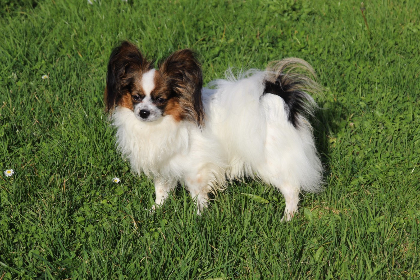 Aponi Du Royaume Des Licornes