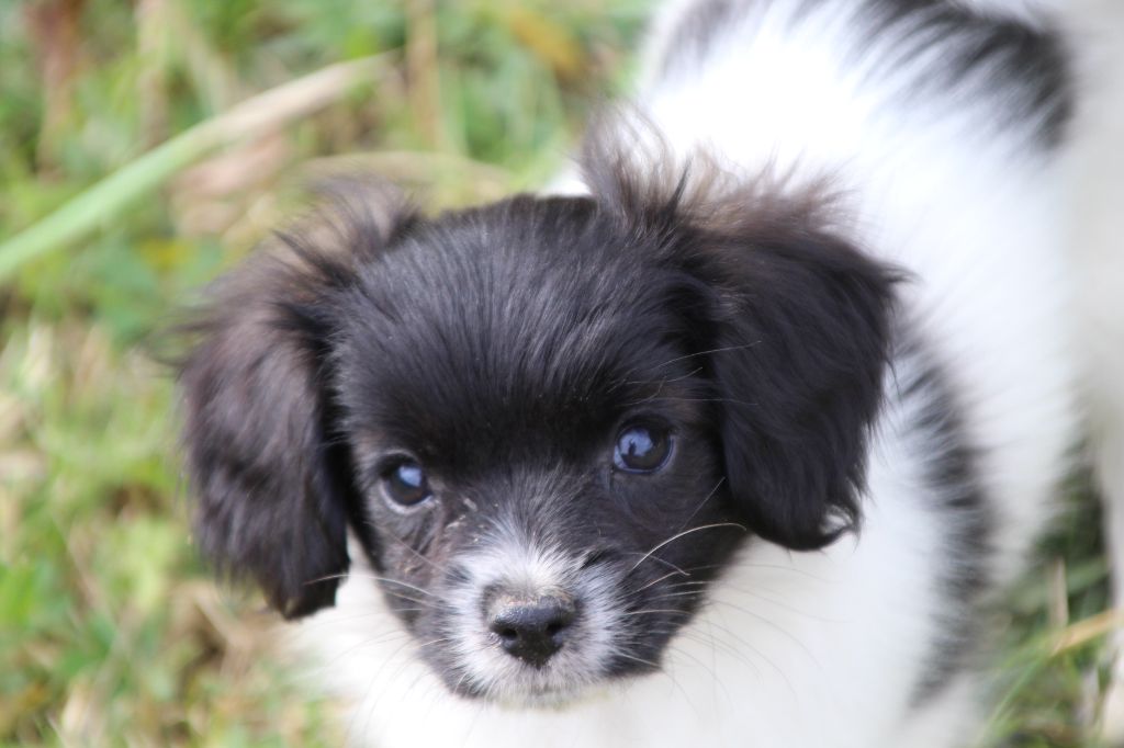 Du Royaume Des Licornes - Chiots disponibles - Epagneul nain Continental (Phalène)