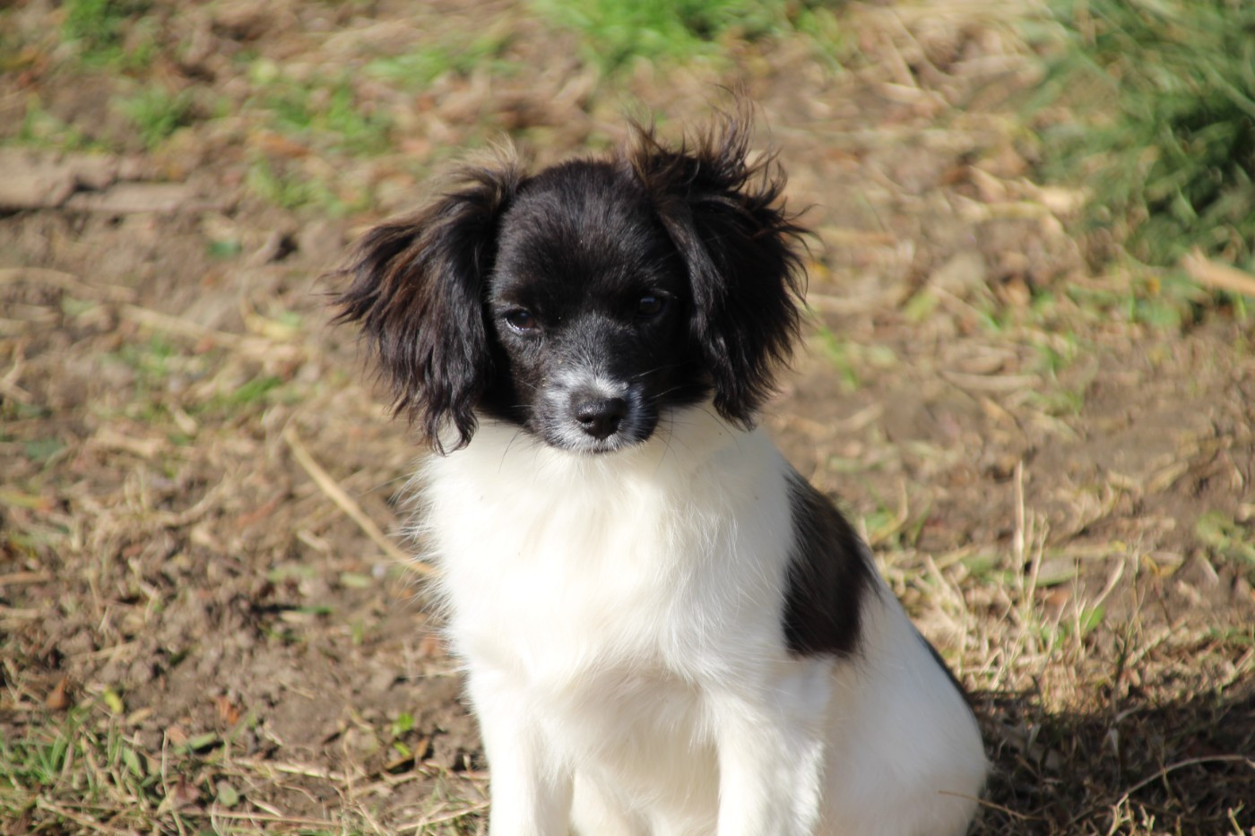 Du Royaume Des Licornes - Chiots disponibles - Epagneul nain Continental (Phalène)