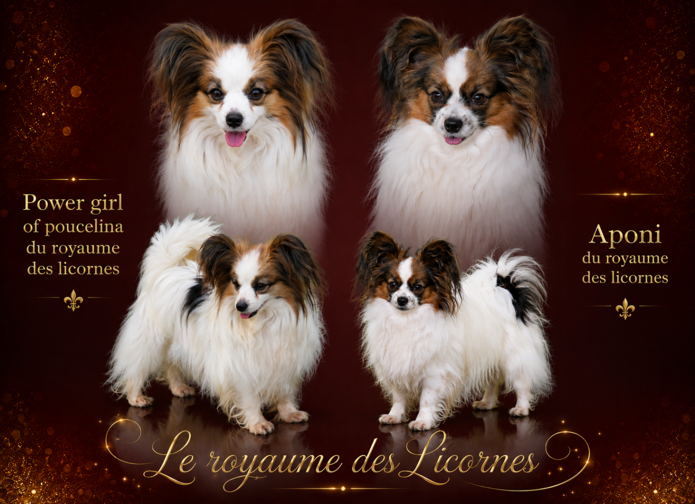 Chiot Epagneul nain Continental (Papillon) Du Royaume Des Licornes