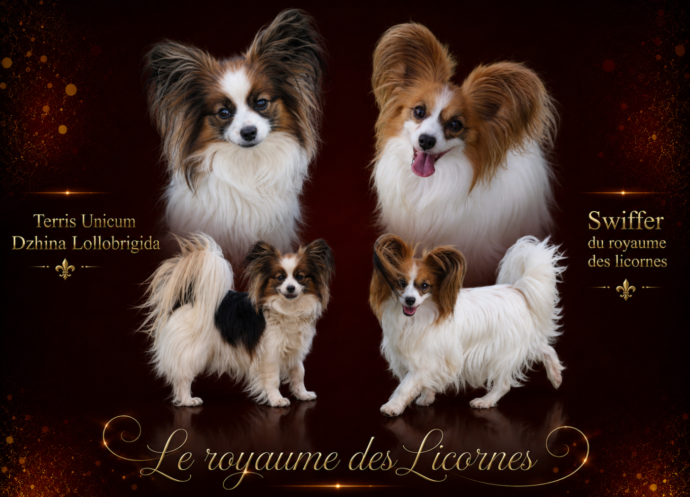 Chiot Epagneul nain Continental (Papillon) Du Royaume Des Licornes