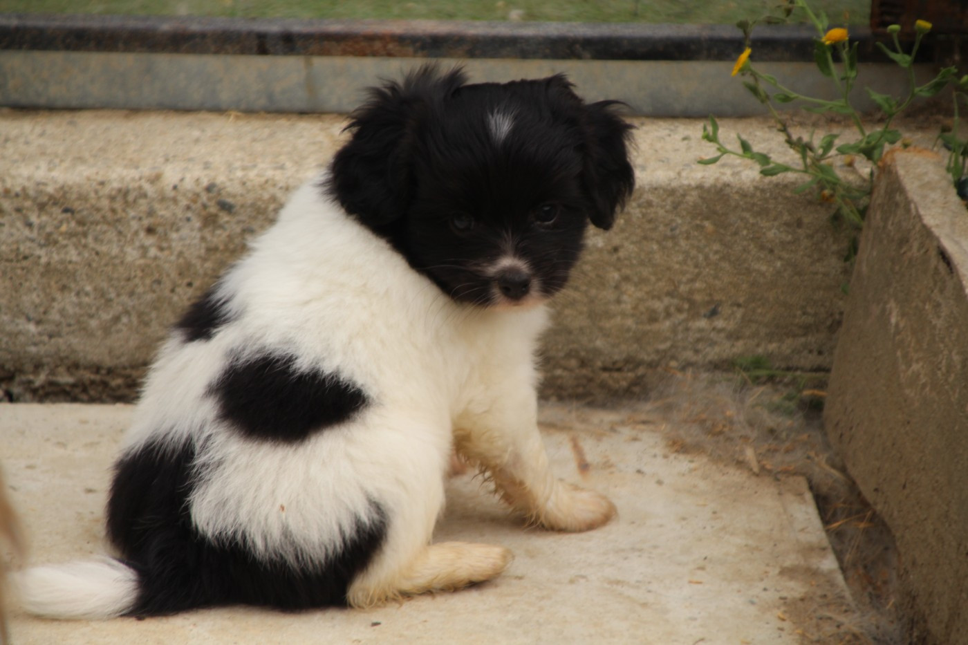 Du Royaume Des Licornes - Chiots disponibles - Epagneul nain Continental (Phalène)