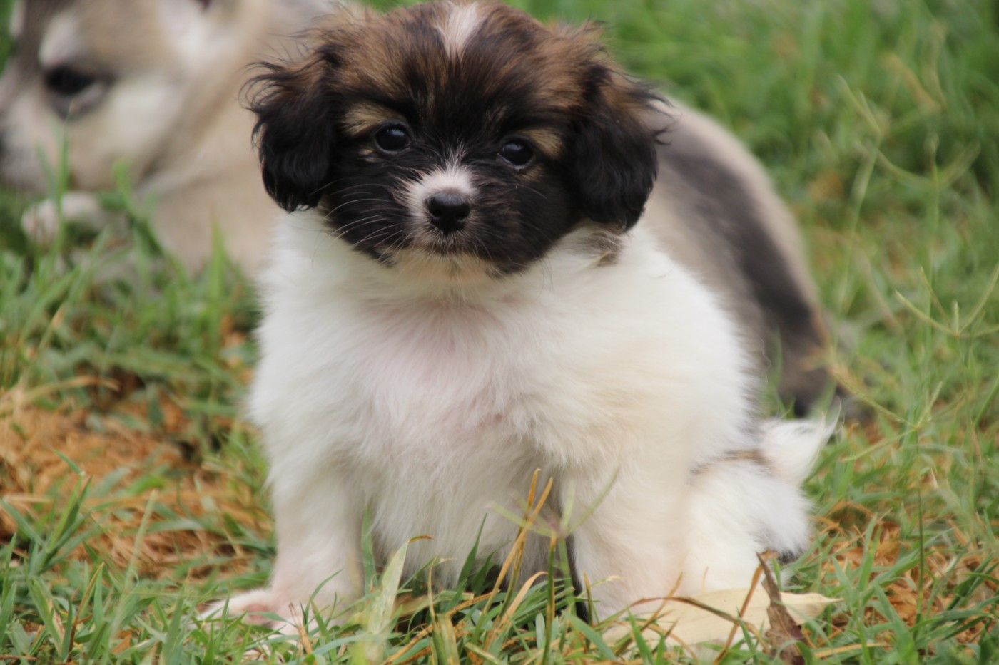 Du Royaume Des Licornes - Chiots disponibles - Epagneul nain Continental (Phalène)