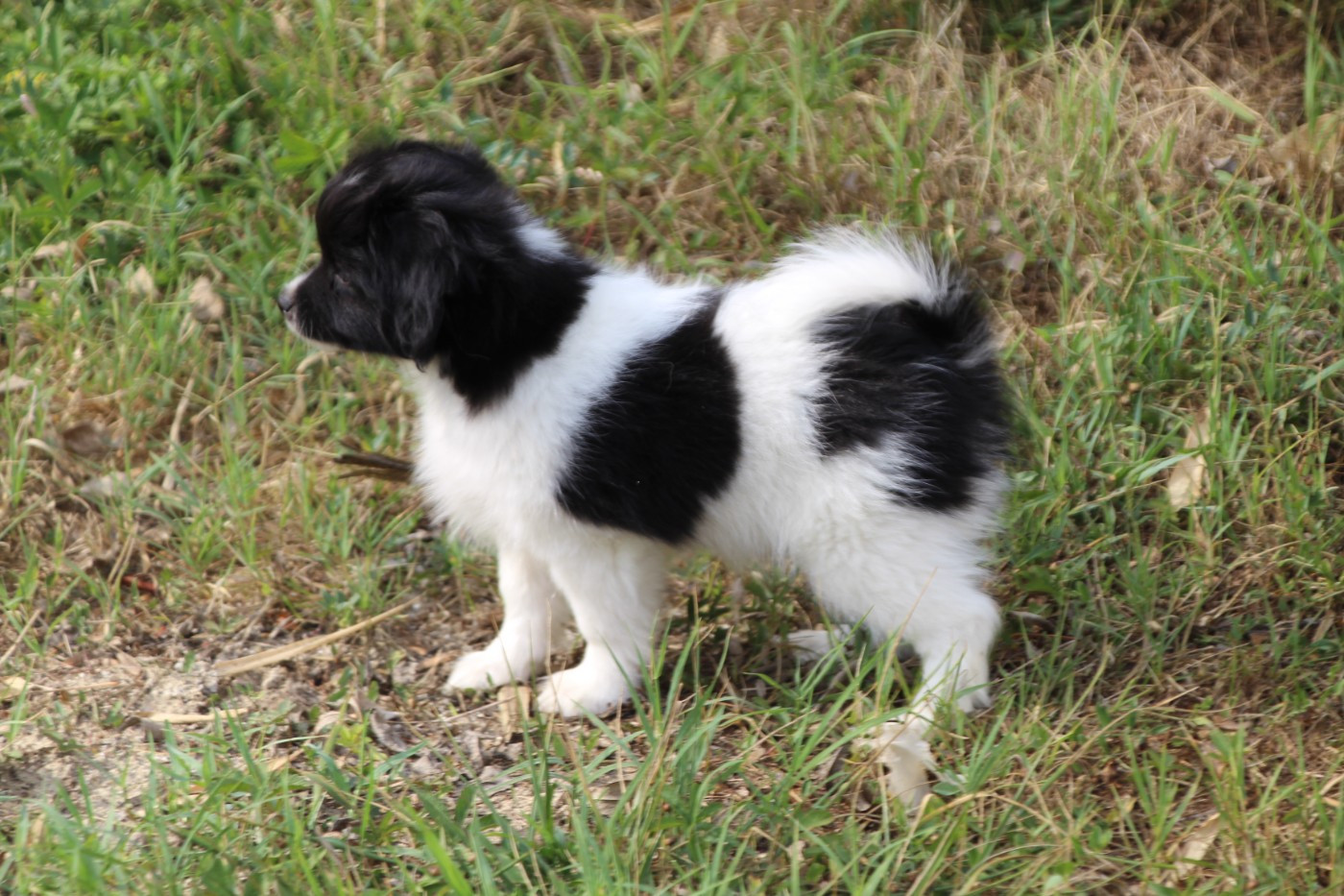 Du Royaume Des Licornes - Chiots disponibles - Epagneul nain Continental (Phalène)