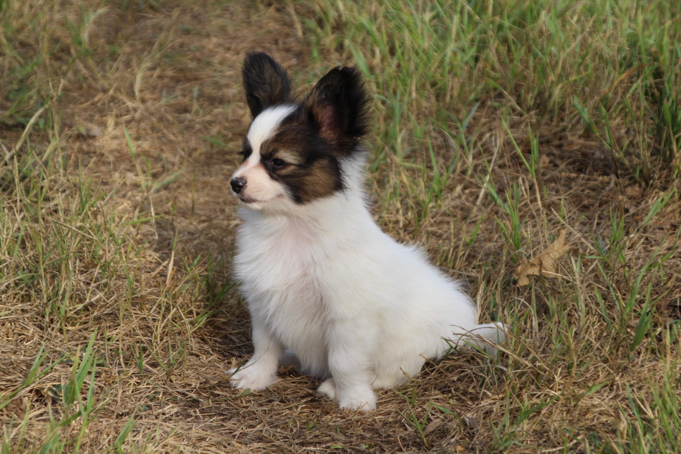 Du Royaume Des Licornes - Chiots disponibles - Epagneul nain Continental (Papillon)