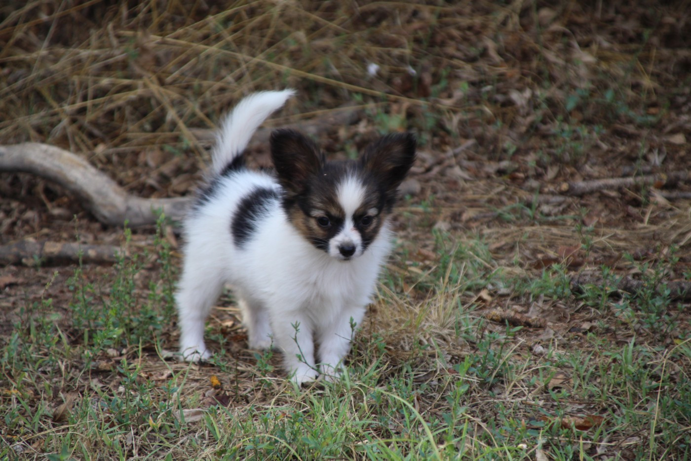 Du Royaume Des Licornes - Chiots disponibles - Epagneul nain Continental (Papillon)