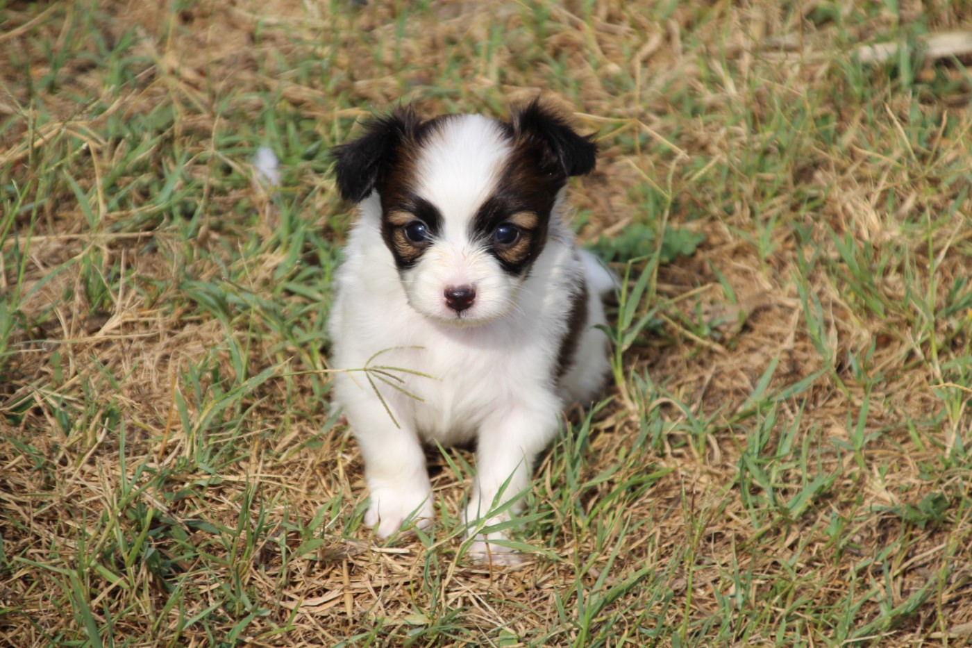 Du Royaume Des Licornes - Chiots disponibles - Epagneul nain Continental (Papillon)