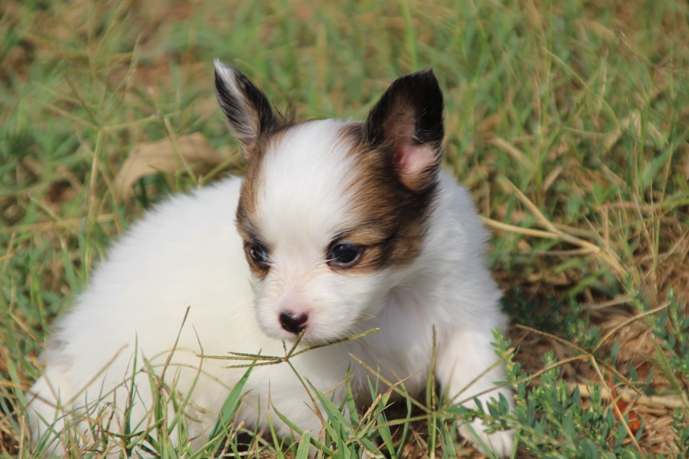 Du Royaume Des Licornes - Chiots disponibles - Epagneul nain Continental (Papillon)