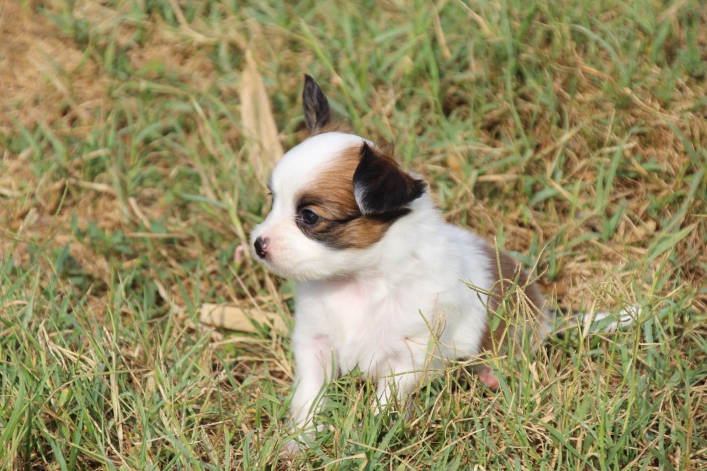 Du Royaume Des Licornes - Chiots disponibles - Epagneul nain Continental (Papillon)
