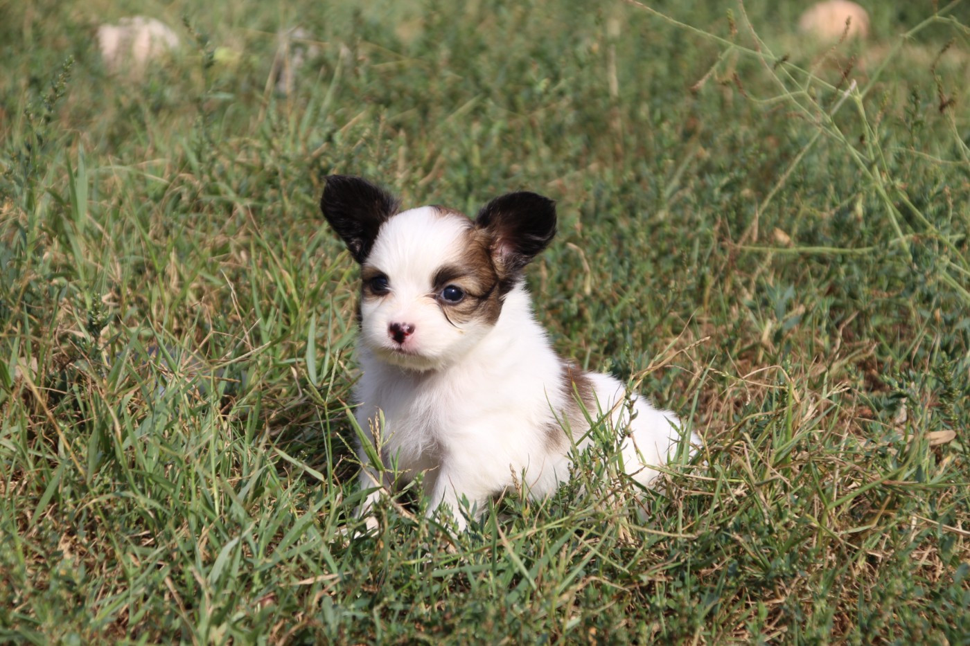 Du Royaume Des Licornes - Chiots disponibles - Epagneul nain Continental (Papillon)