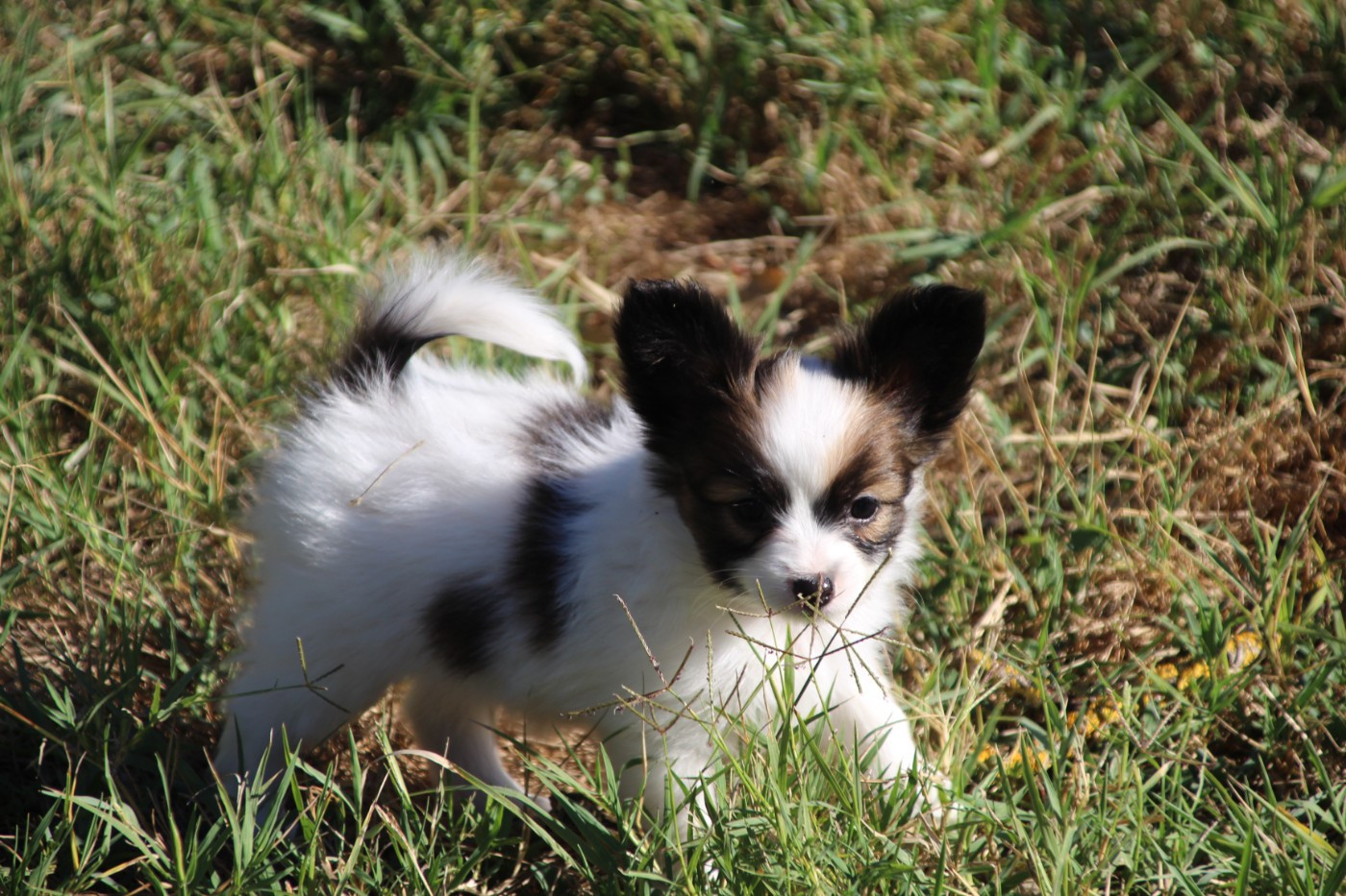 Du Royaume Des Licornes - Chiots disponibles - Epagneul nain Continental (Papillon)