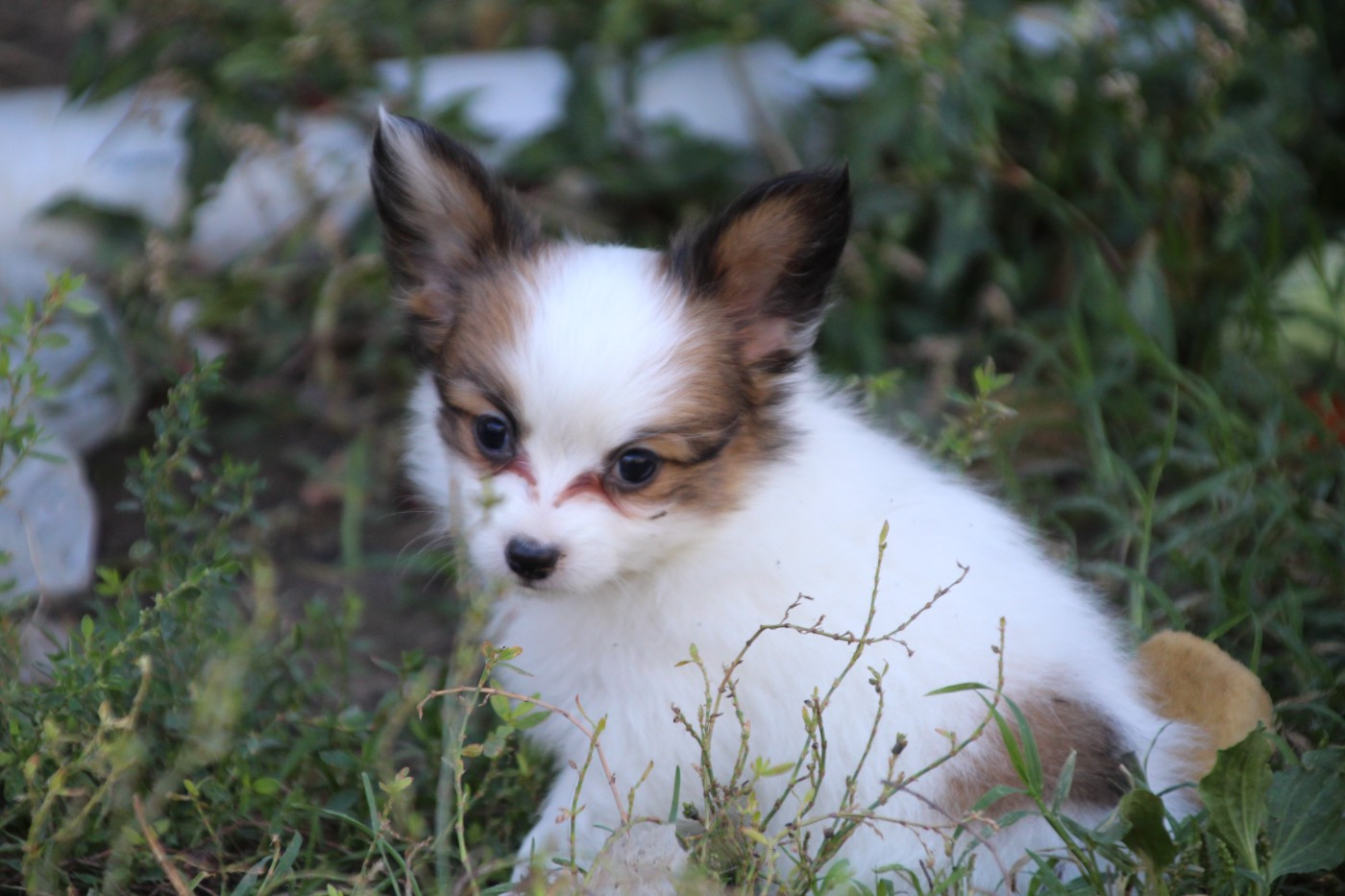 Du Royaume Des Licornes - Chiots disponibles - Epagneul nain Continental (Papillon)
