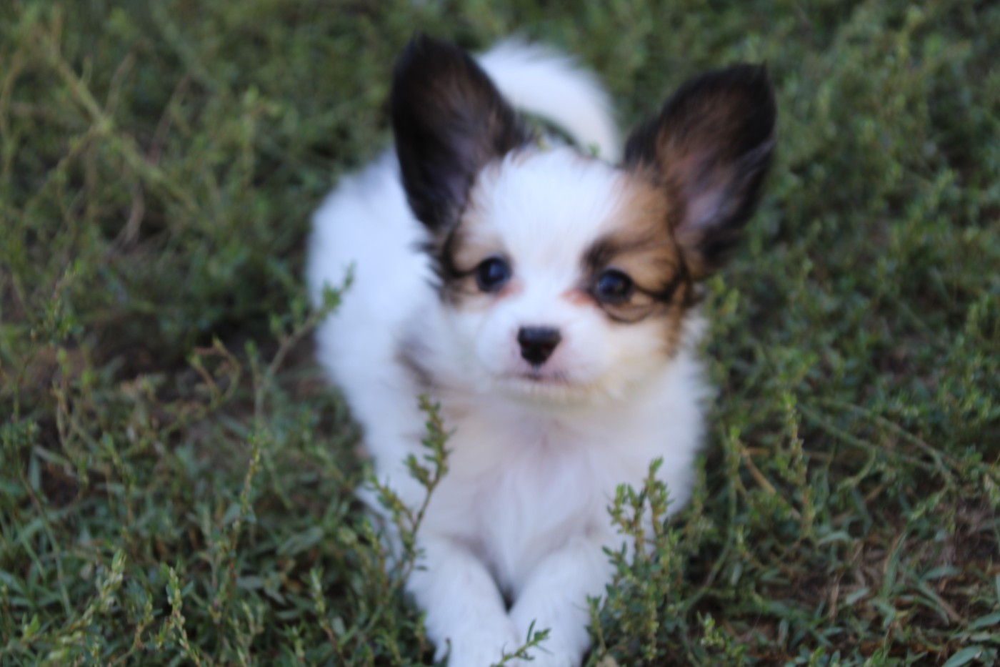 Du Royaume Des Licornes - Chiots disponibles - Epagneul nain Continental (Papillon)