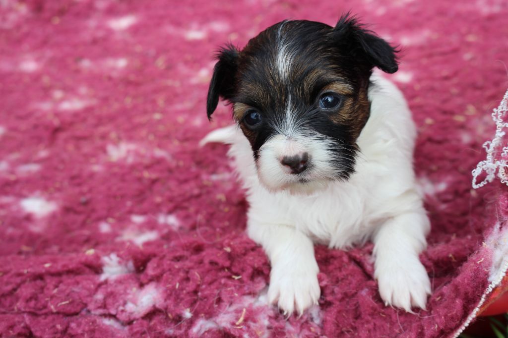 Du Royaume Des Licornes - Chiots disponibles - Epagneul nain Continental (Papillon)