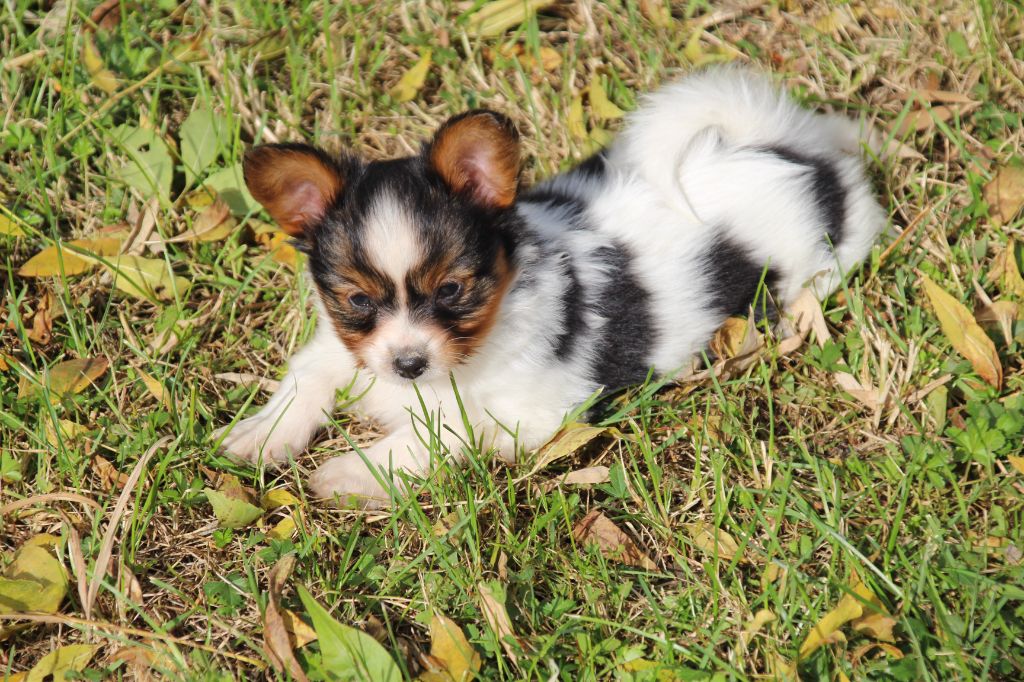 Chiot Epagneul nain Continental (Papillon) Du Royaume Des Licornes