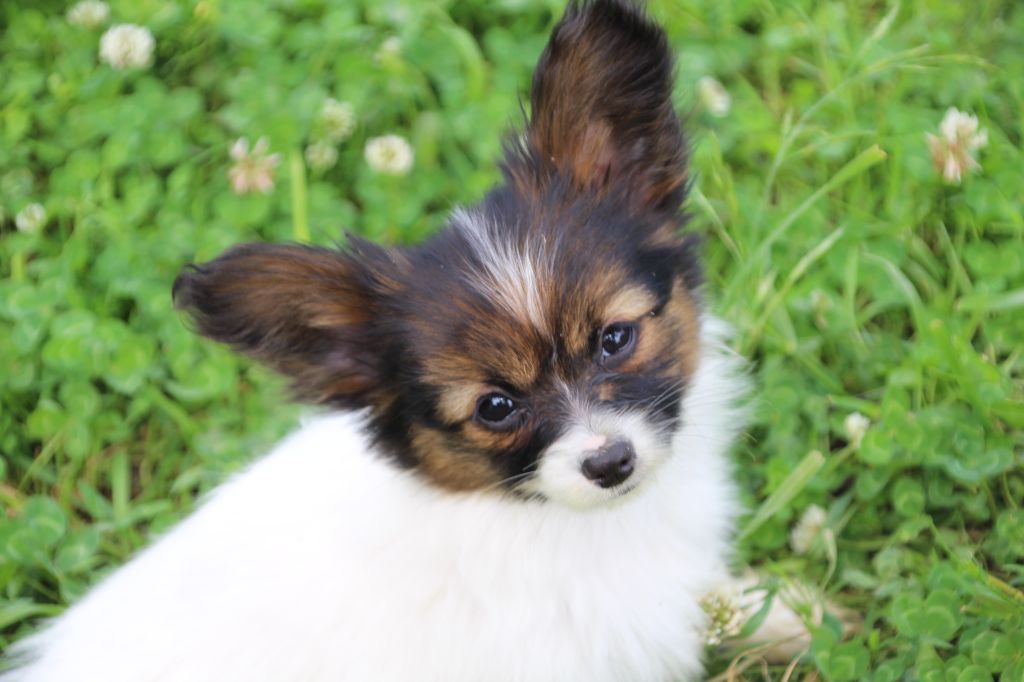 Du Royaume Des Licornes - Chiots disponibles - Epagneul nain Continental (Papillon)
