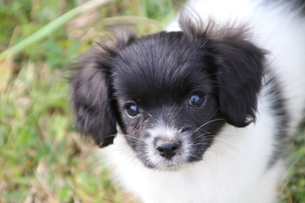 Du Royaume Des Licornes - Epagneul nain Continental (Phalène) - Portée née le 24/08/2025
