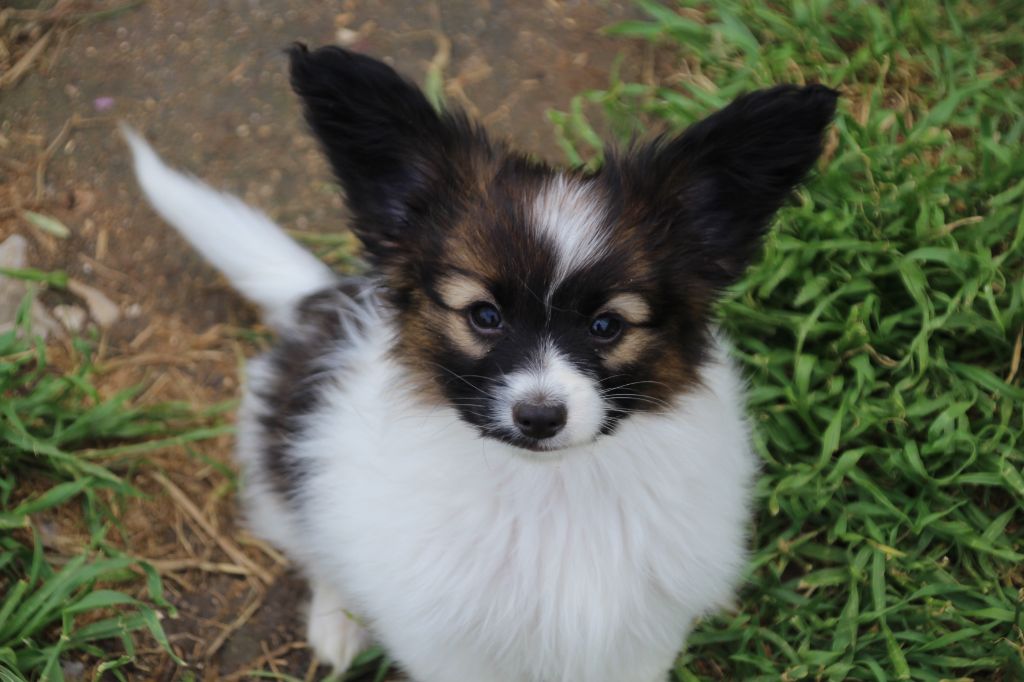 Du Royaume Des Licornes - Chiots disponibles - Epagneul nain Continental (Papillon)