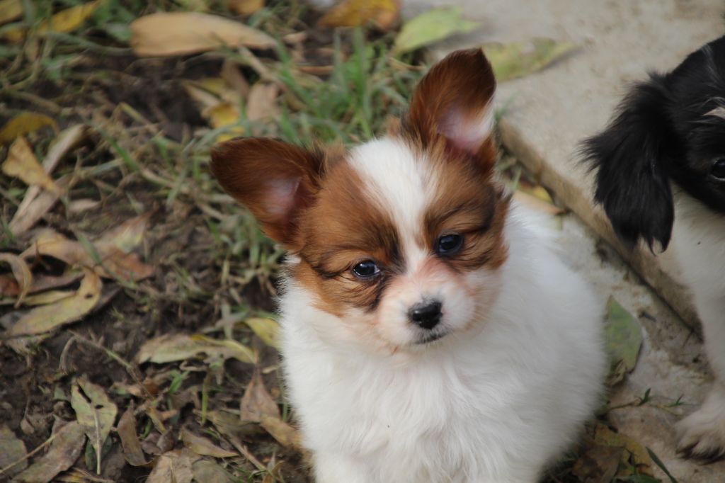 Du Royaume Des Licornes - Chiots disponibles - Epagneul nain Continental (Papillon)