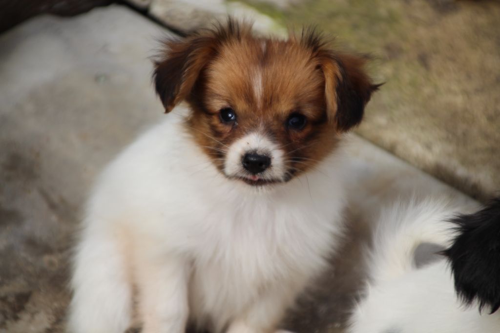 Du Royaume Des Licornes - Chiots disponibles - Epagneul nain Continental (Phalène)