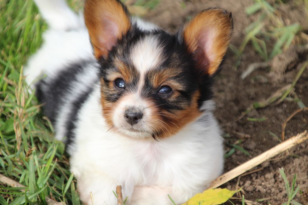 Du Royaume Des Licornes - Chiots disponibles - Epagneul nain Continental (Papillon)