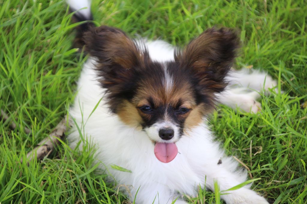 Du Royaume Des Licornes - Chiots disponibles - Epagneul nain Continental (Papillon)